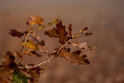 Close-up of acorn leaves in autumn against blurred background