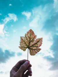 Close-up of hand holding maple leaf against sky