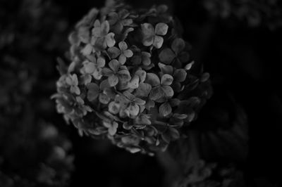 Close-up of flowers