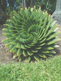 Close-up of cactus plant
