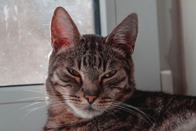 Close-up portrait of a cat