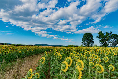 Scenic view of yellow flowering field against sky