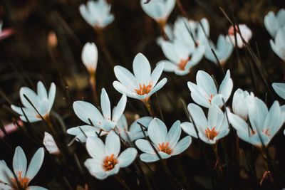 Close-up of white crocus flowers