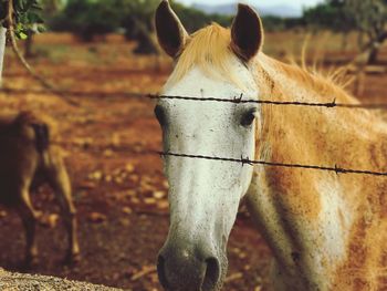 Close-up of horse standing outdoors