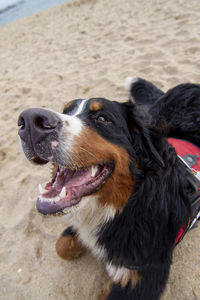 Close-up of dog looking away