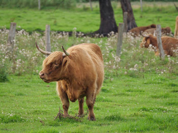 Cows on a westphalian meadow