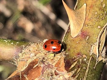 Close-up of ladybug on leaf