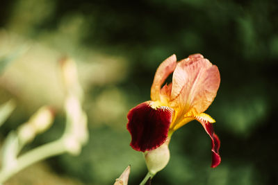 Close-up of red flowering plant