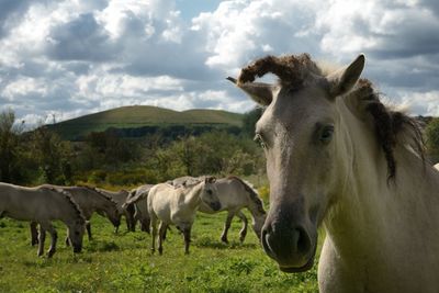 Close-up of horses on field against sky