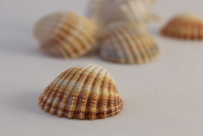 Close-up of seashell on sand