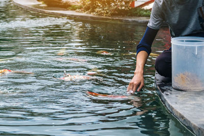 Asian male worker take care and feeding food by hand to his lovely koi carps fish.