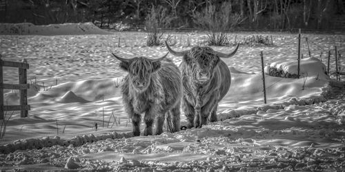 Horse standing in a field