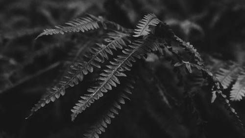 Close-up of fern leaves