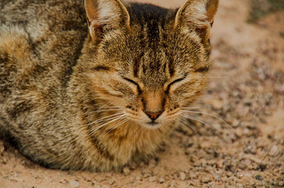 Close-up of a cat with eyes closed