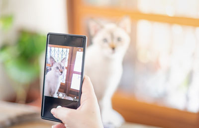 The female hand owner takes a photo with her white cat with a smartphone in the living room.