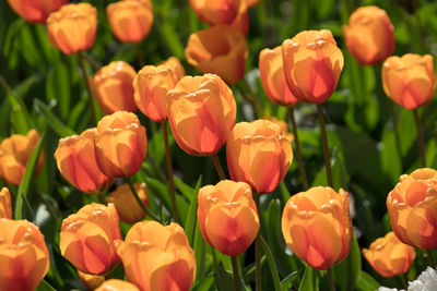 Close-up of tulips