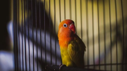 Close-up of parrot in cage