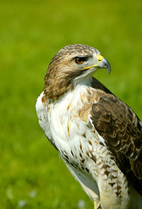 Red-tailed-buzzard latin name buteo jamaicensis