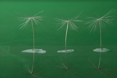 Close-up of dandelion against green background