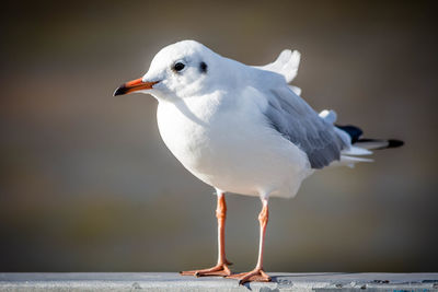 Close-up of seagull perching