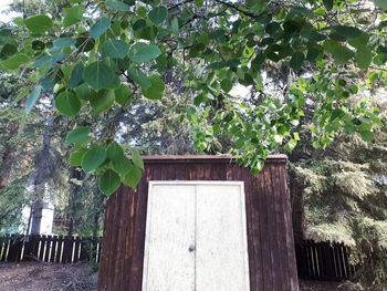 Plants and trees against building