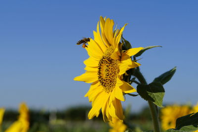 Close-up of bee pollinating on sunflower against sky