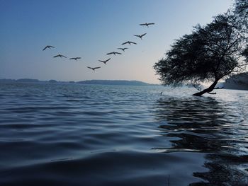 Bird flying over sea