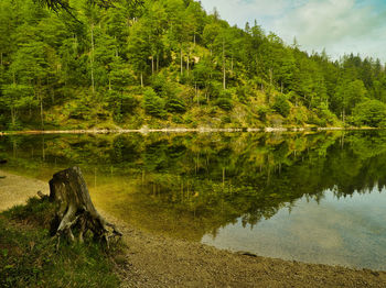 Scenic view of lake by trees in forest against sky