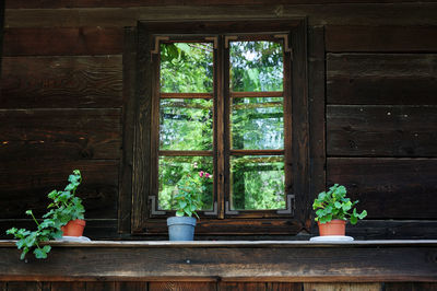 Potted plants on window sill