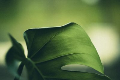 Close-up of green plant