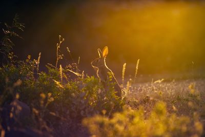 Brown hare in the field at sunset with the sun at his back.