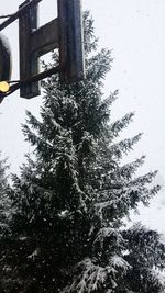 Close-up of tree against sky