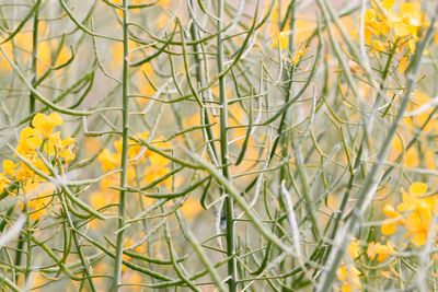 Close-up of yellow flowers