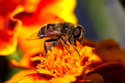 Close-up of bee pollinating on yellow flower