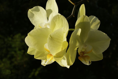 Close-up of white flowering plant