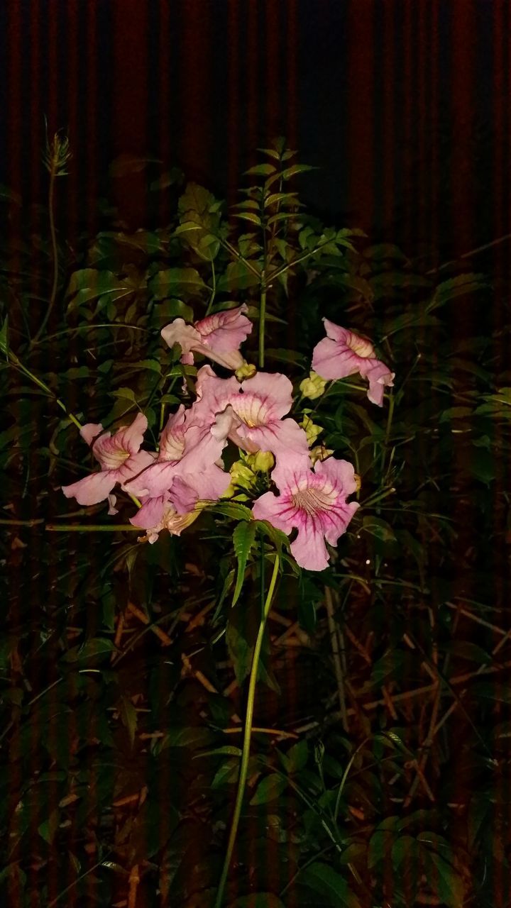 flower, fragility, growth, freshness, petal, pink color, plant, beauty in nature, nature, blooming, leaf, stem, close-up, flower head, blossom, in bloom, outdoors, no people, red, pink