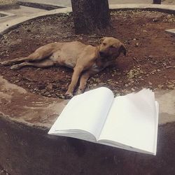 domestic animals