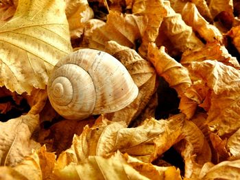 Close-up of snail