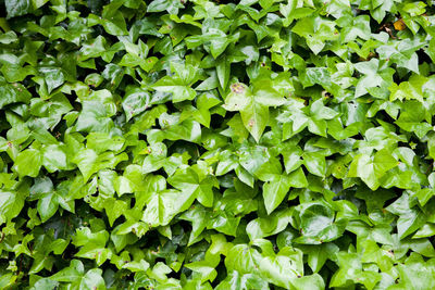 Full frame shot of green leaves