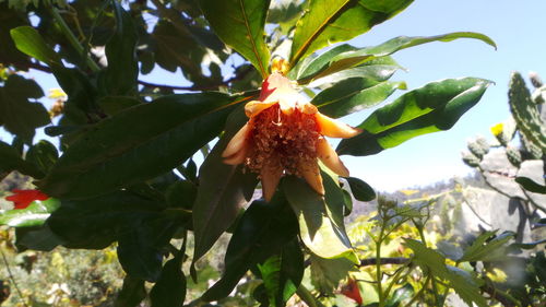 Low angle view of plants growing on tree