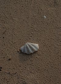 High angle view of crab on sand