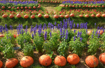 View of multi colored flowering plants in garden