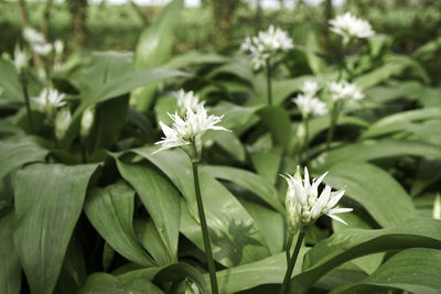 Close-up of white flowering plant