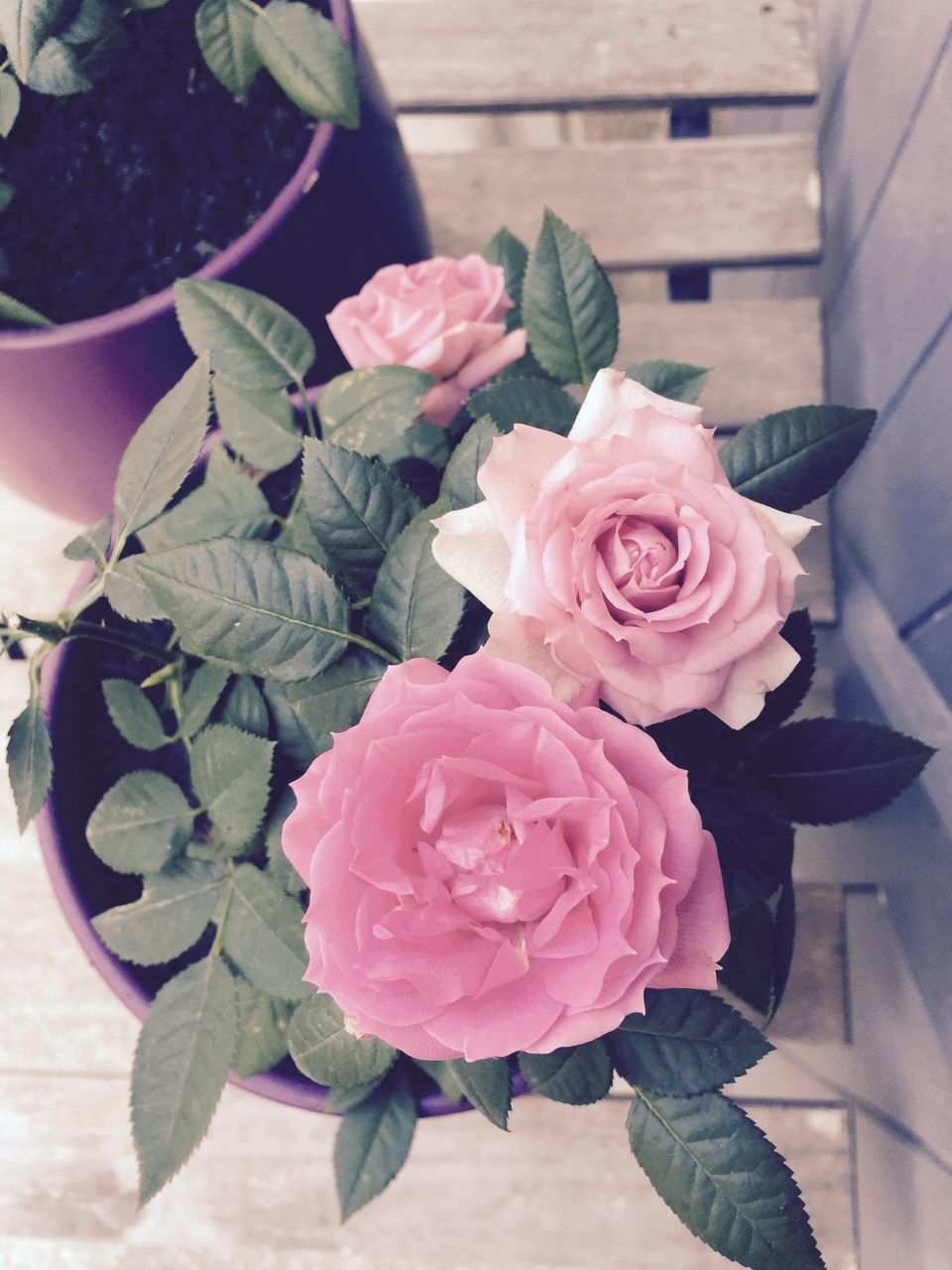 CLOSE-UP OF PINK ROSES