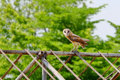 Bird perching on fence against trees