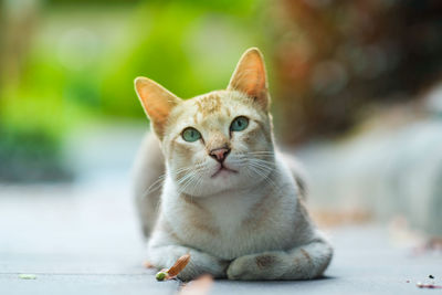 Portrait of cat sitting