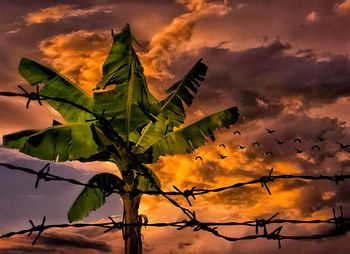 Low angle view of plants against sky