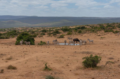 View of zebras on landscape