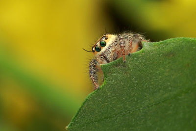 Close-up of insect on leaf