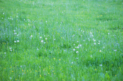 Full frame shot of flowering plants on field